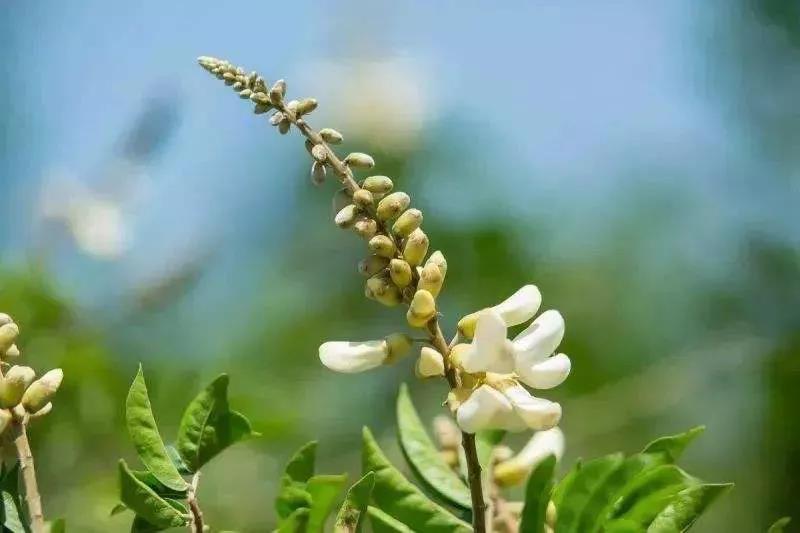 良種良法 | 牛大力種植技術(shù)要點